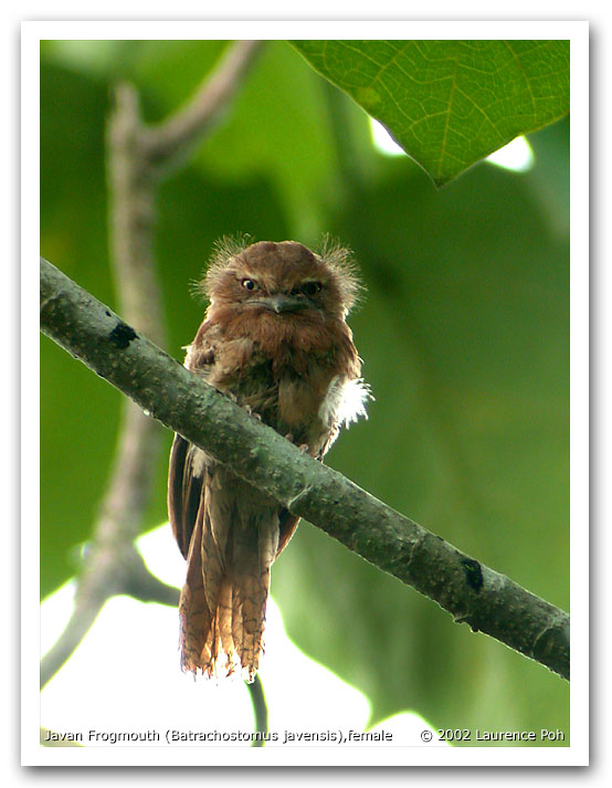 Javan Frogmouth (Batrachostomus javenensis), female