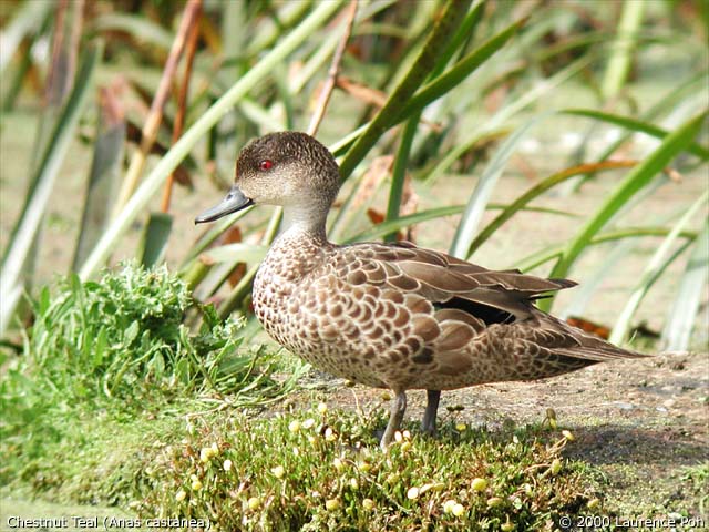 Chestnut Teal<br>
<em>Anas castanea</em>