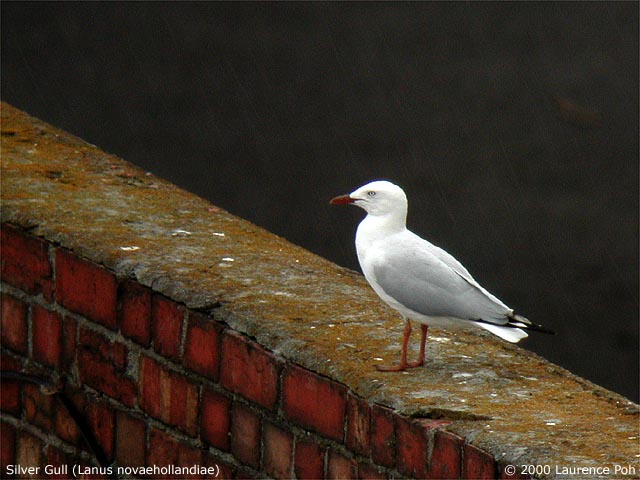 Silver Gull<br>
<em>Lanus novaehollandiae</em>