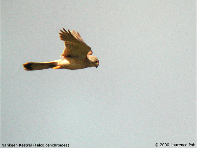 Nankeen Kestrel<br>
<em>Falco cenchroides</em>