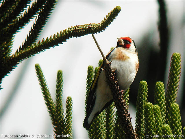 European Goldfinch<br>
<em>Carduelis carduelis</em>