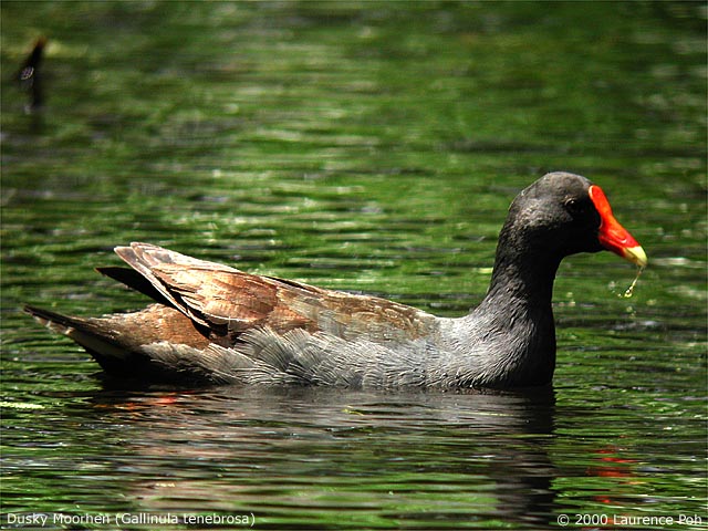 Dusky Moorhen<br>
<em>Gallinula tenebrosa</em>
