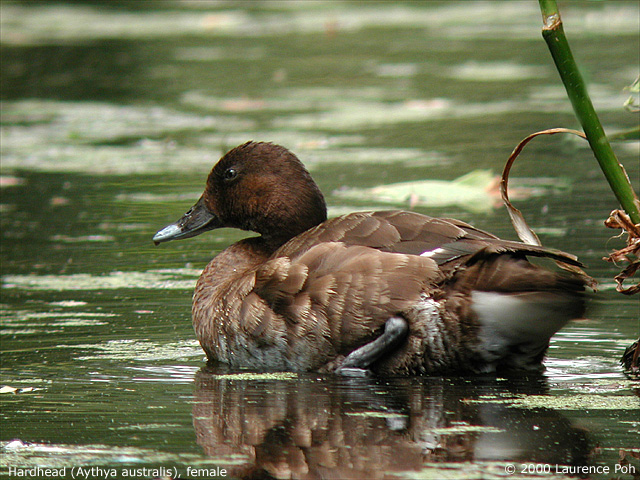 Hardhead<br>
<em>Aythya australis</em>