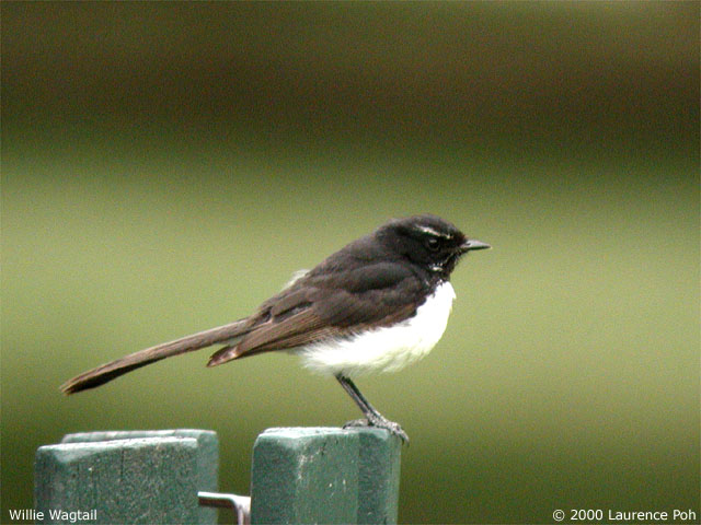 Willie Wagtail<br>
<em>Rhipidura leucophrys</em>