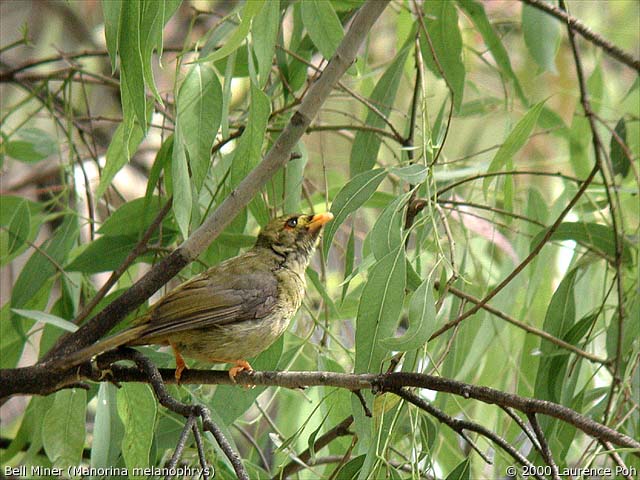 Bell Miner<br>
<em>Menorina melanophrys</em>