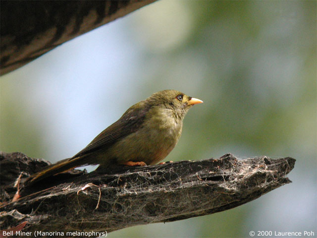 Bell Miner<br>
<em>Menorina melanophrys</em>