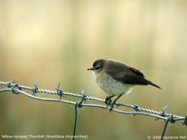Yellow-rumped Thornbill<br>
<em>Acanthiza chrysorrhoa</em>
