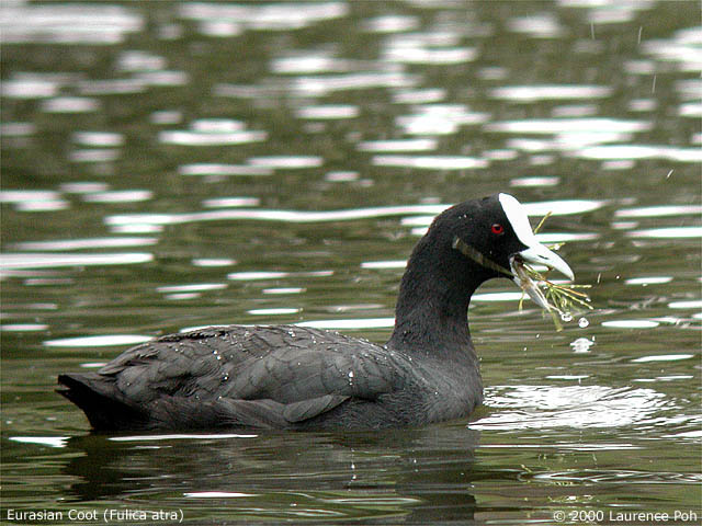 Eurasian Coot<br>
<em>Fulica atra</em>