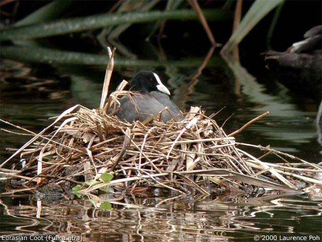 Eurasian Coot<br>
<em>Fulica atra</em>