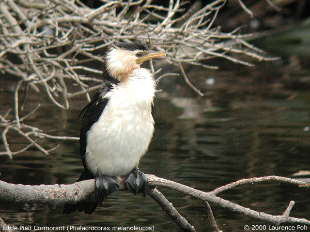 Little Pied Cormorant<br>
<em>Phalacrocorax melanoleucos</em>