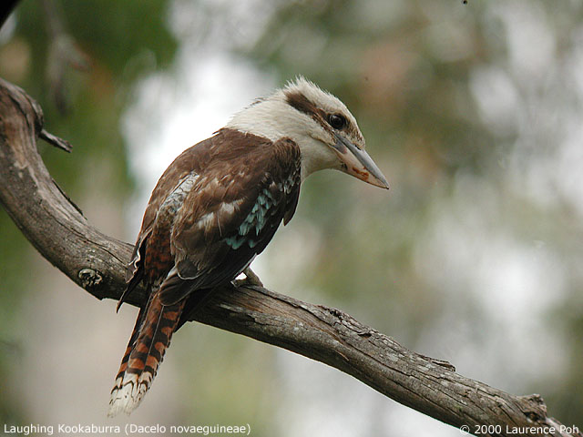 Laughing Kookaburra<br>
<em>Dacelo Novaeguineae</em>