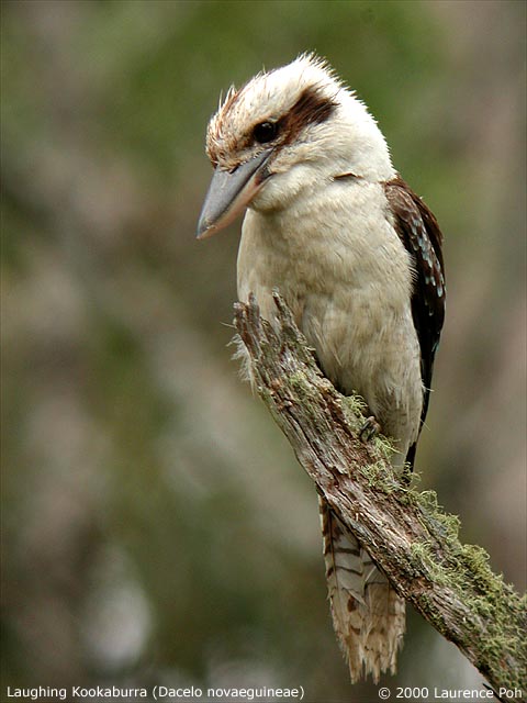 Laughing Kookaburra<br>
<em>Dacelo Novaeguineae</em>