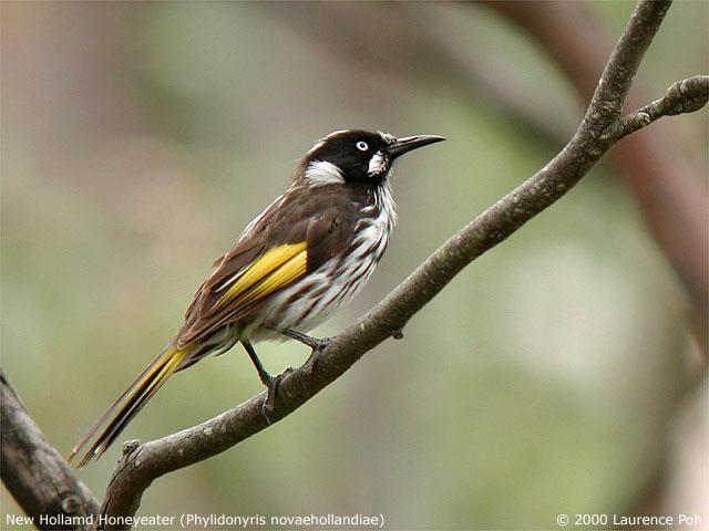 New Holland Honeyeater<br>
<em>Phylidonyris novaehollandiae</em>