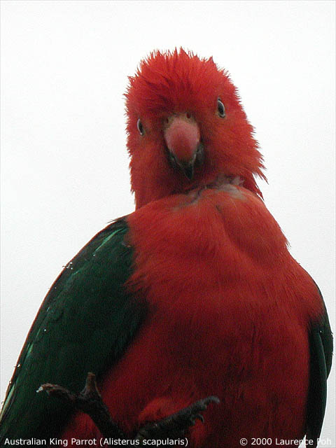 Australian King-Parrot<br>
<em>Alisterus scapularis</em>