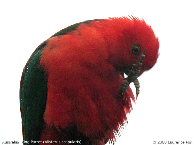 Australian King-Parrot<br>
<em>Alisterus scapularis</em>