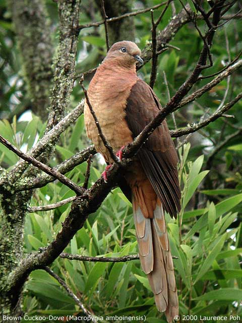Brown Cuckoo Dove<br>
<em>Macropygia amboinensis</em>