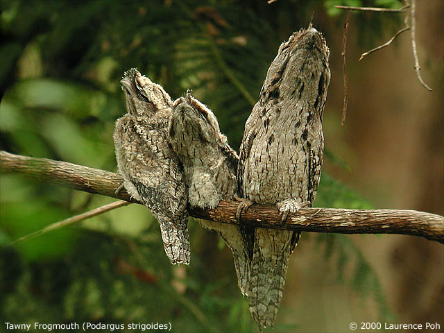 Tawny Frogmouth<br>
<em>Podargus strigoides</em>