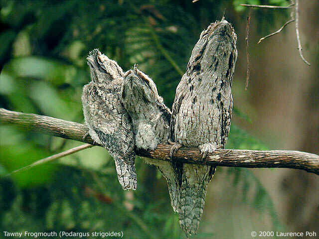Tawny Frogmouth<br>
<em>Podargus strigoides</em>