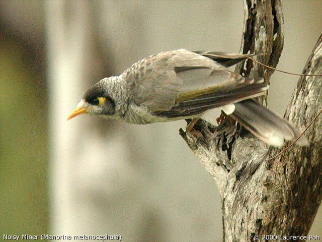 Noisy Miner<br>
<em>Manorina melanocephala</em>