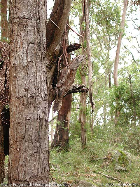 Tawny Frogmouth<br>
<em>Podargus strigoides</em>