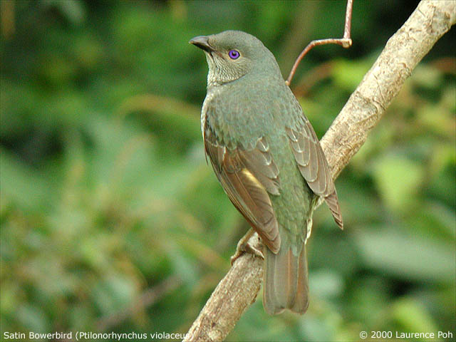 Satin Bowerbird (female)<br>
<em>Ptilornorhynchus violaceus</em>