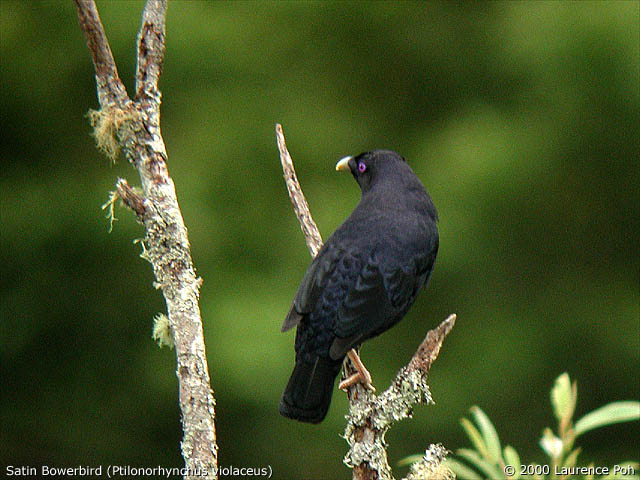 Satin Bowerbird (Male)<br>
<em>Ptilornorhynchus violaceus</em>