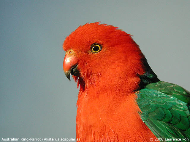 Australian King-Parrot<br>
<em>Alisterus scapularis</em>