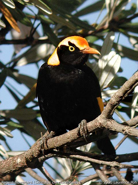 Regent Bowerbird<br>
<em>Sericulus chrysocephalus</em>