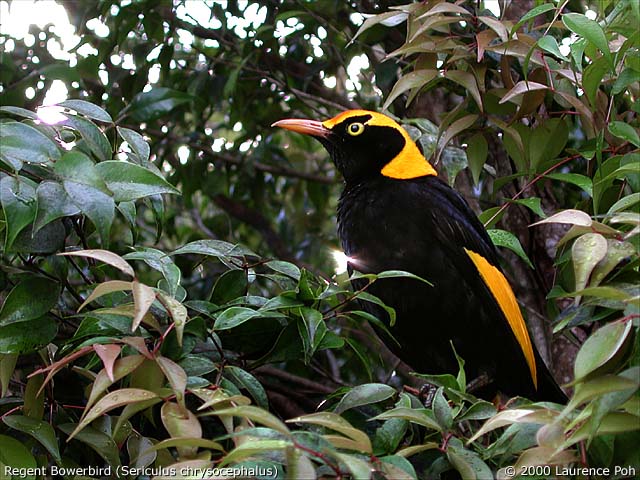 Regent Bowerbird<br>
<em>Sericulus chrysocephalus</em>