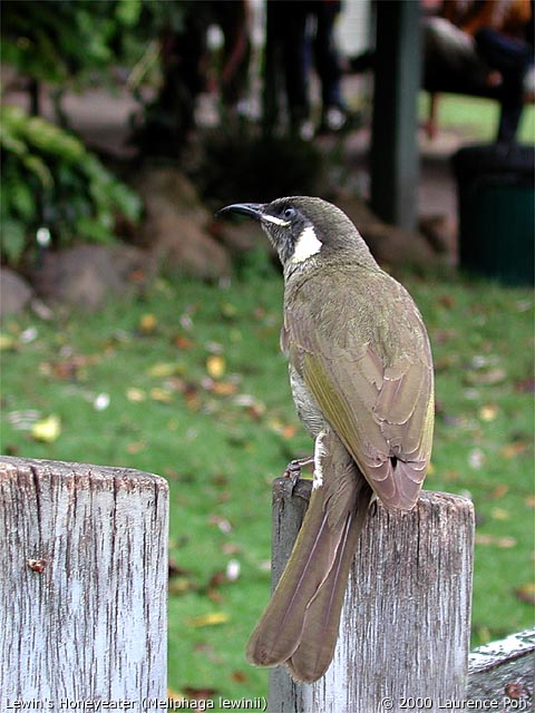 Lewin's Honeyeater<br>
<em>Meliphaga lewinii</em>