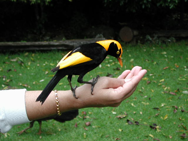 Regent Bowerbird<br>
<em>Sericulus chrysocephalus</em>