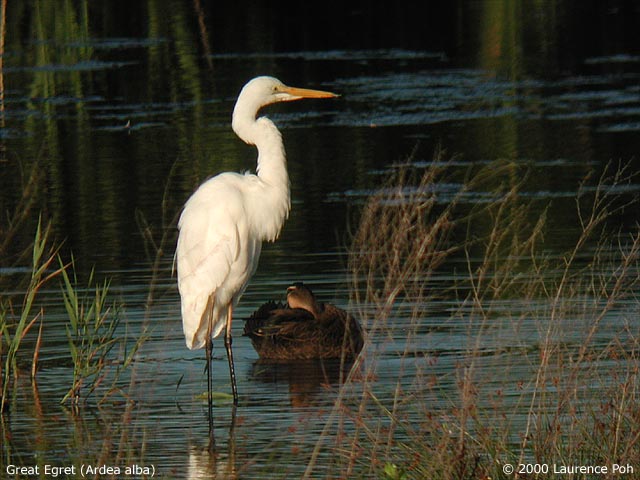 Great Egret<br>
<em>Ardea alba</em>