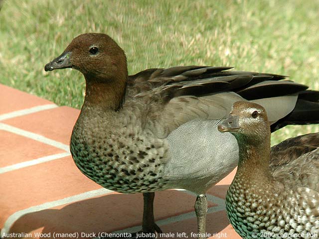 Australian Wood Duck<br>
<em>Chenonatta jubata</em>