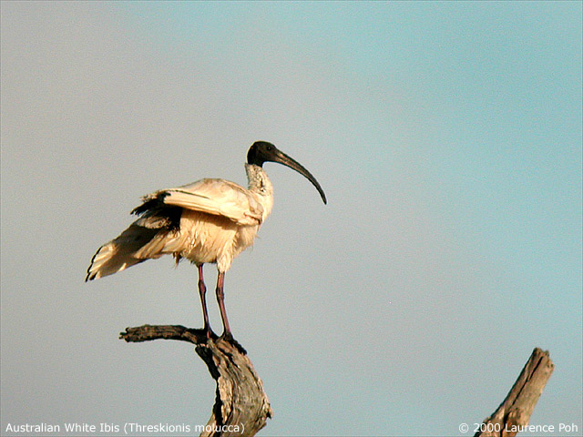 Australian White Ibis<br>
<em>Treshkionis molucca</em>