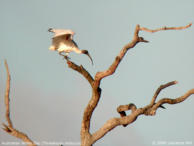 Australian White Ibis<br>
<em>Threskionis molucca</em>