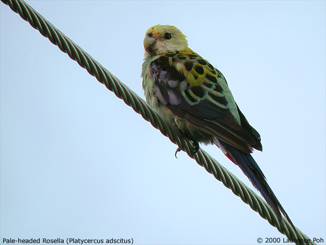 Pale-headed Rosella<br>
<em>Platycercus adscitus</em>