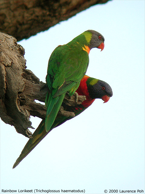 Rainbow Lorikeet<br>
<em>Trichoglossus haematodus</em>