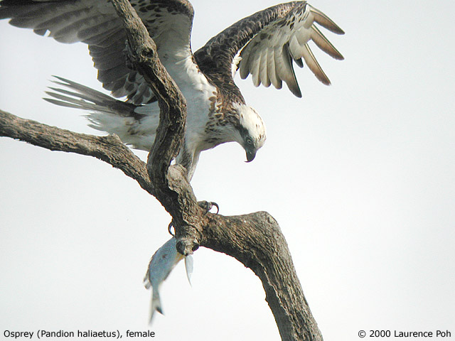 Osprey<br>
<em>Pandion haliaetus</em>