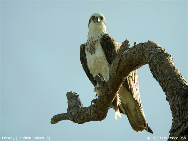 Osprey<br>
<em>Pandion haliaetus</em>