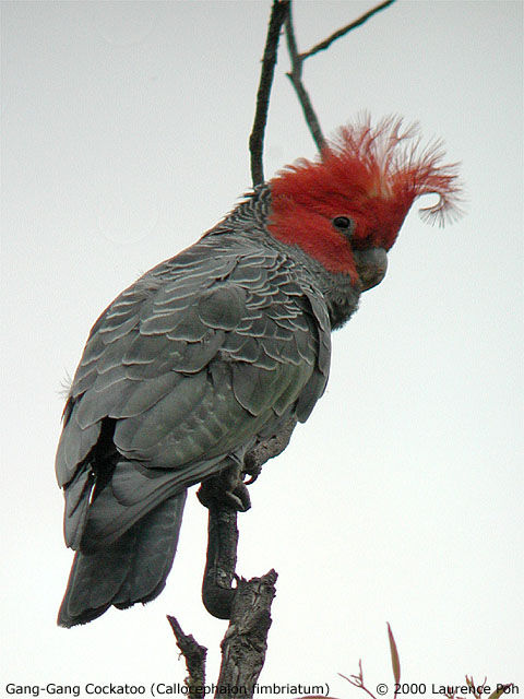 Gang-Gang Cockatoo<br>
<em>Trichoglossus haematodus</em>