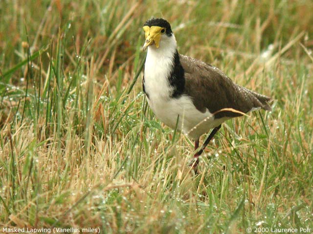 Masked Lapwing<br>
<em>Vanellus miles</em>