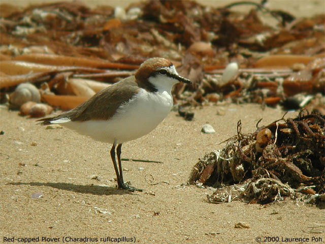 Red-capped Plover<br>
<em>Charadrius ruficapillus</em>