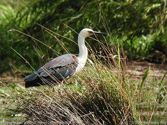 White-necked (Pacific) Heron<br>
<em>Ardrea pacifica</em>