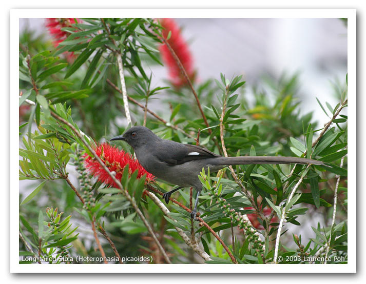 Long-tailed Sibia (Heterophasia picaoides)