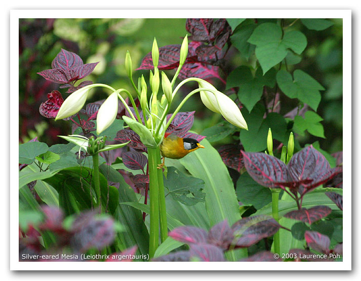 Silver-eared Mesia (Leiothris argentauris)