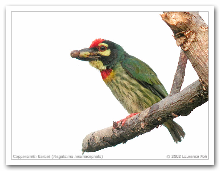 Coppersmith Barbet (Megalaima heamacephala)