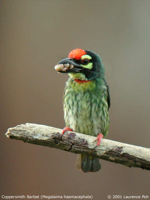 Coppersmith Barbet (Megalaima heamacephala)