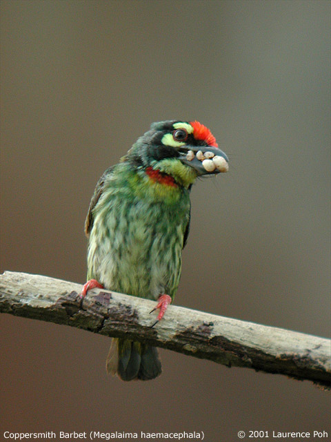 Coppersmith Barbet (Megalaima heamacephala)