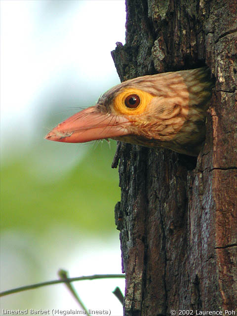 Lineated Barbet (Megalaima lineata)