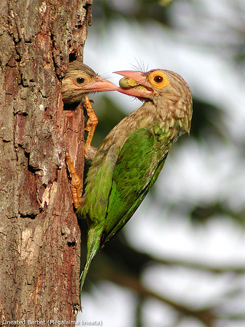 Lineated Barbet (Megalaima lineata)